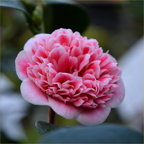 Page 5 | Buy Camellia plants | Camellia shrubs online for UK delivery