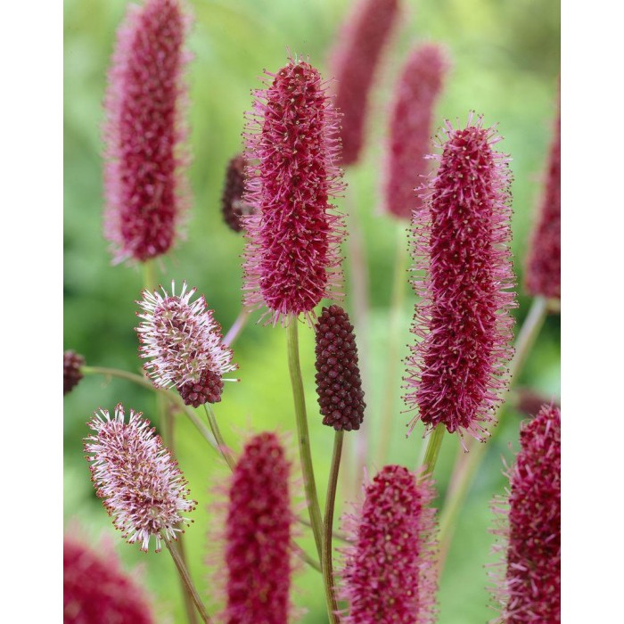 Sanguisorba menziesii