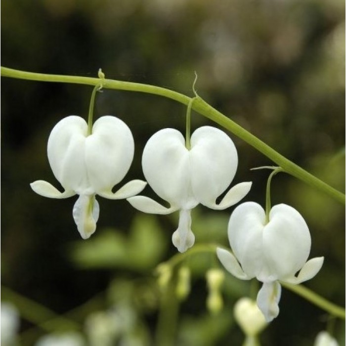 Dicentra Spectabilis Alba - White Bleeding Hearts