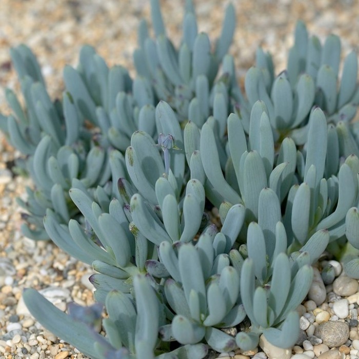 Senecio serpens 'Blue' - Blue Chalksticks