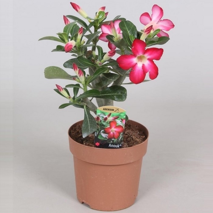 Adenium obesum - Desert Rose Plant - 'Anouk'