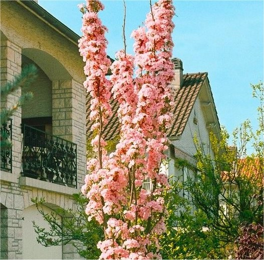 Japanese Flagpole Flowering Cherry Tree Prunus Amanagawa