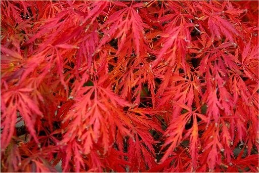 Weeping Acer Japanese Maple Tree Dissectum Emerald Lace