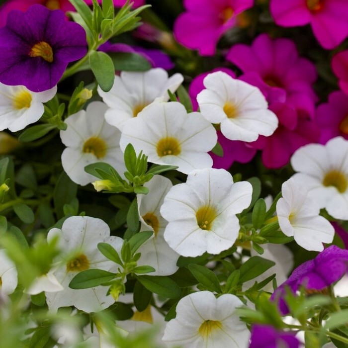 Petunia - Seed Starter Kit - Hanging Basket Mix