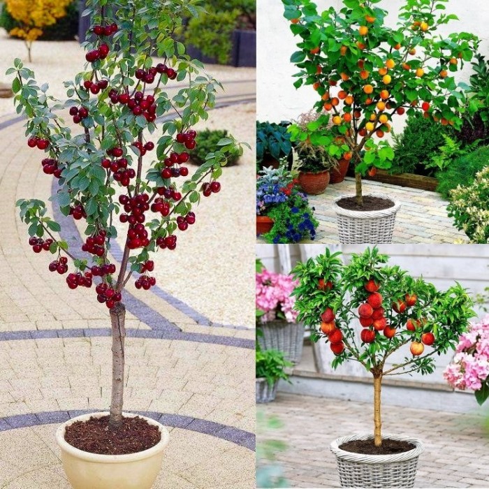 Dwarf Patio Fruit Trees Collection - Apricot, Cherry & Peach