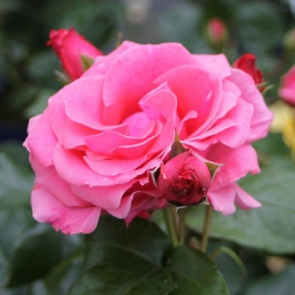 Page 2 | Climbing Roses for Sale UK | Gardening Express