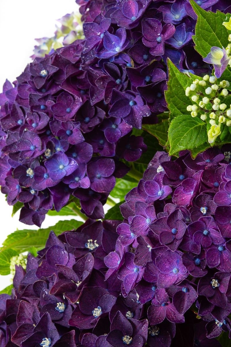 Giant Purple Mophead Hydrangea Macrophylla Rodeo Deep Purple Large