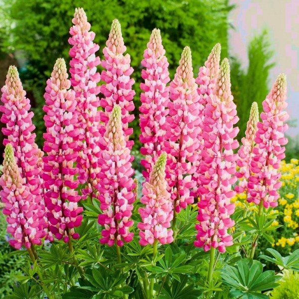 Lupin plants for sale | Buy Lupins online (Lupine)