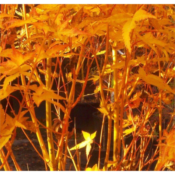 Acer palmatum Bihou - Bi Ho Golden Bark Japanese Maple Bi Hoo ...