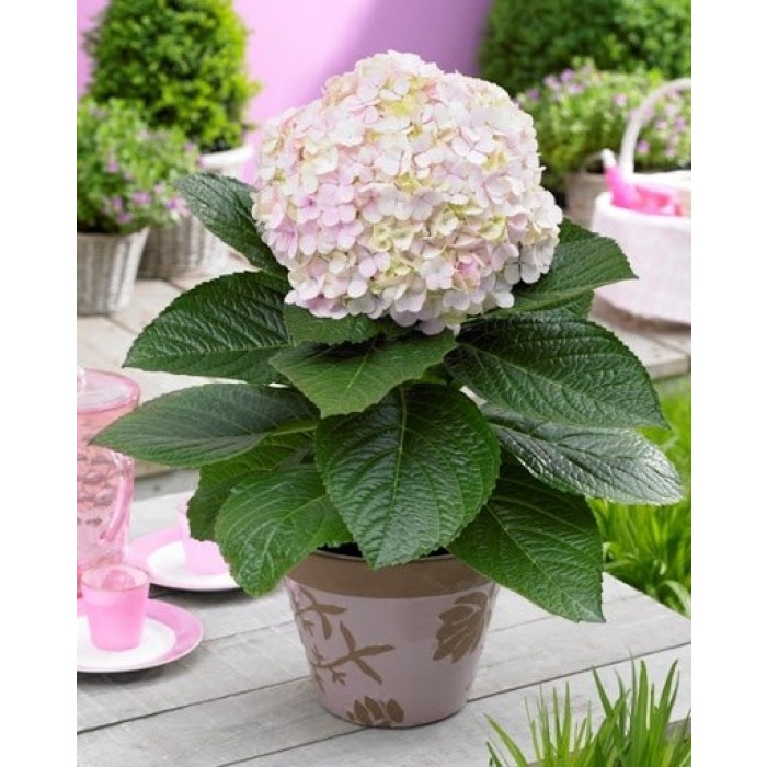 Image of Hydrangea avant garde pink blue green