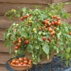 Container & Basket Tomato Collection - Pack of SIX Plants