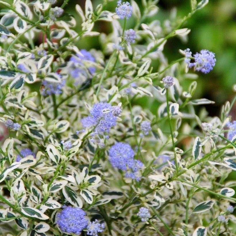 Ceanothus Impressus Cool Blue Hardy Variegated Victoria Ceanothus