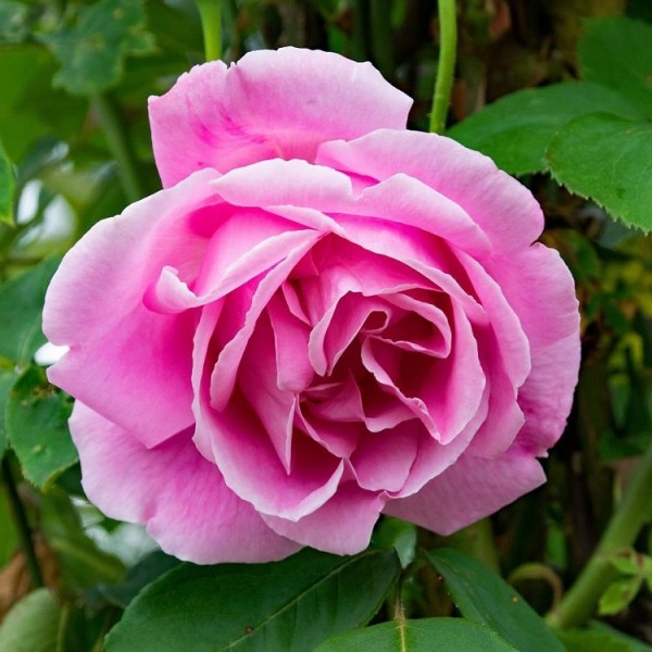 Climbing Roses for Sale UK | Gardening Express