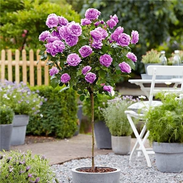  Large Standard Rose Tree Hippy Circa 150cms Tall