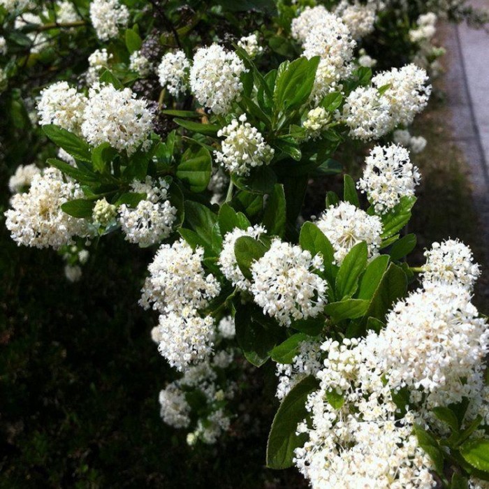 Ceanothus thyrsiflorus Millerton Point - Snow Flurries Evergreen White ...