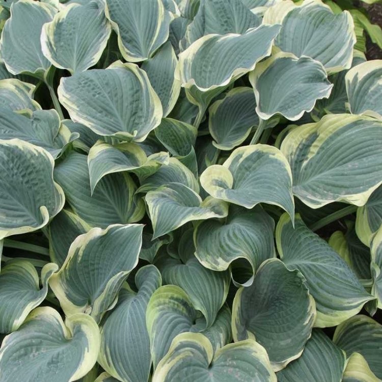 Hosta Arc De Triomphe