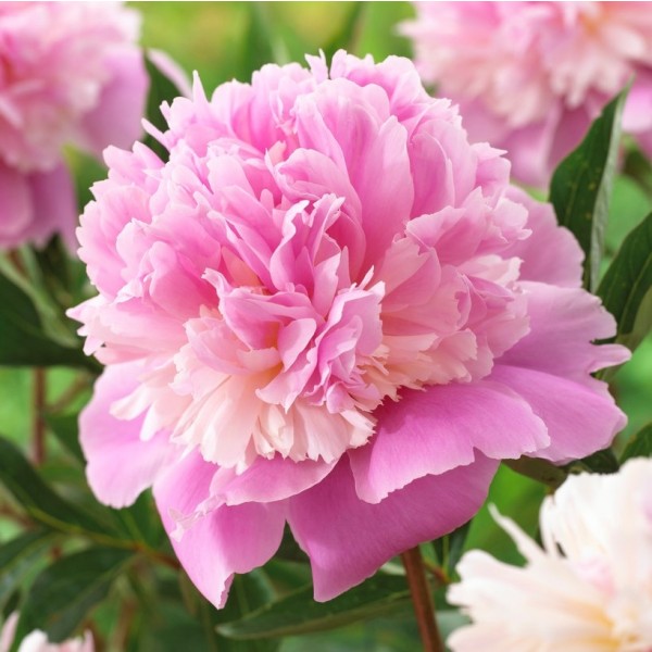 Peony plants for sale UK | Peonies | Paeonia