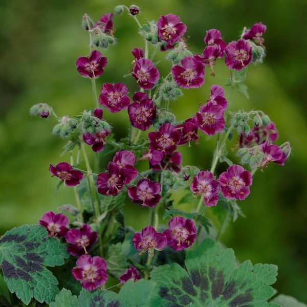 Hardy Geraniums