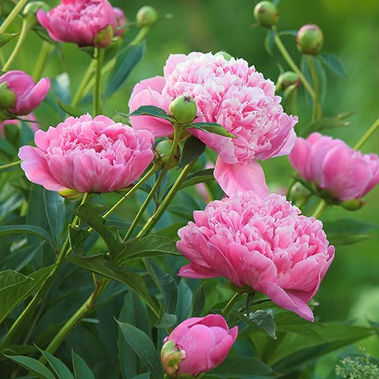 Paeonia Alexander Fleming - Peony