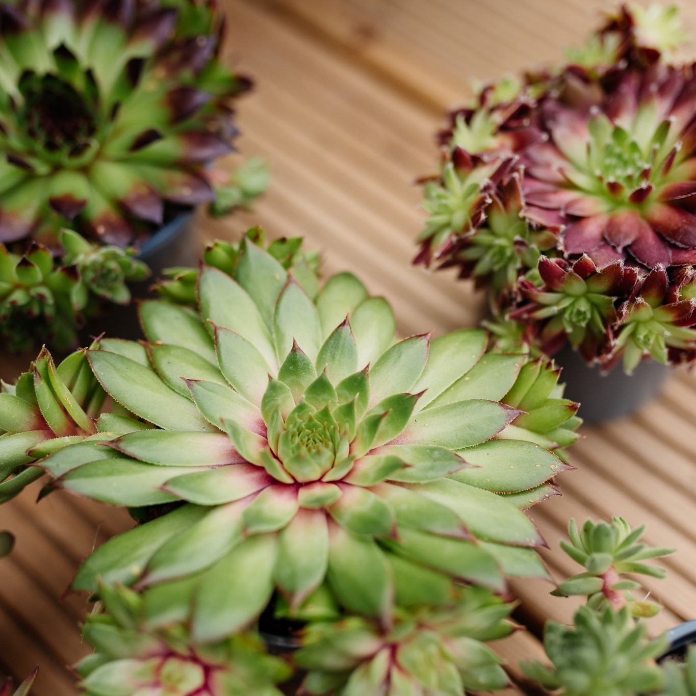 Sempervivum Houseleeks - Pack of SIX Evergreen Hardy Succulent Plants