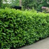 Laurel Hedging - 6-7ft tall - Pack of 10 Large Plants - Prunus ...