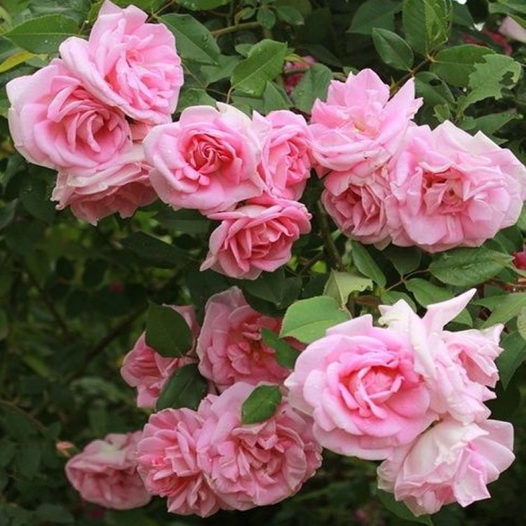 Large 6-7ft Specimen Climbing Rose - Rose Blairii No 2 - Courtyard Climber