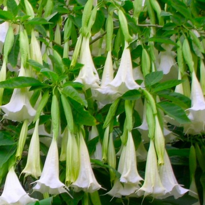 Fragrant WHITE Angels Trumpet Plant - Brugmansia suaveolens