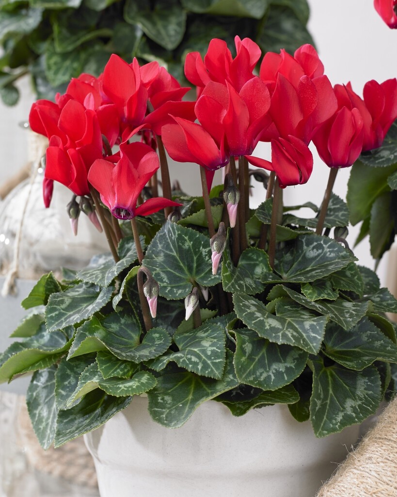 Red Cyclamen Plant in Bud & Bloom