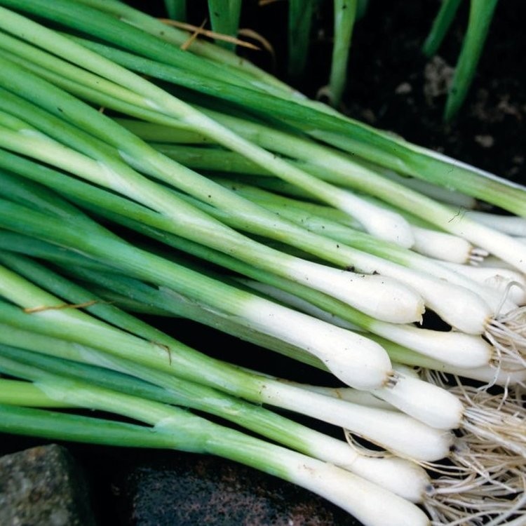 Spring Onions 'White Lisbon' - Pack of TWELVE Plants