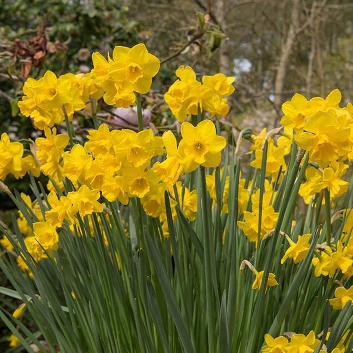 Daffodil - Narcissus Quail