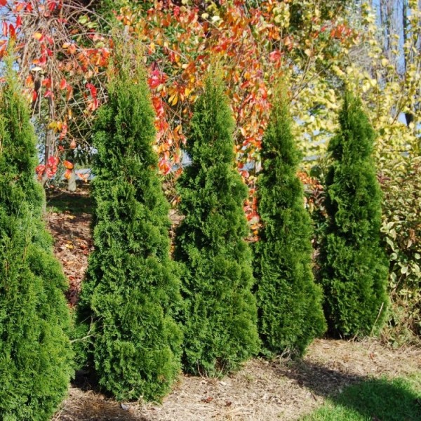 Page 2 | Conifers for sale UK | Buy conifer plants UK