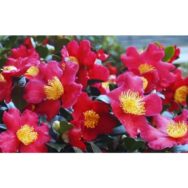 Buy Camellia plants | Camellia shrubs online for UK delivery