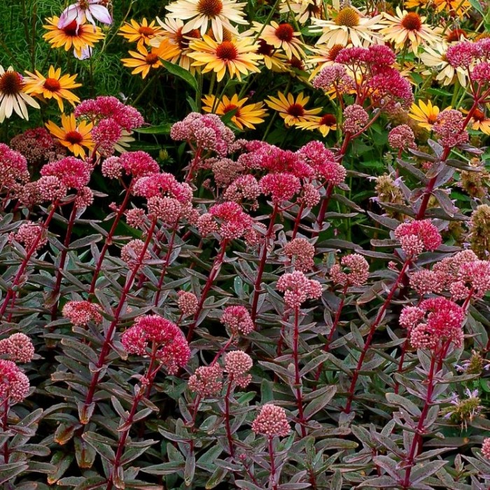 Sedum telphinium Marina - Stonecrop