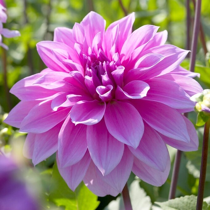 Dahlia Babylon Lilac - Pack of THREE