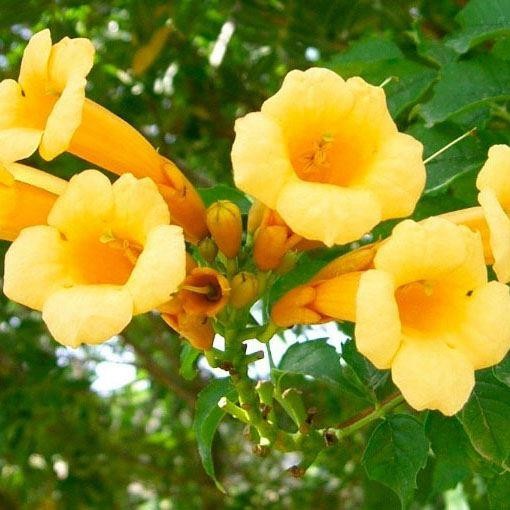 Campsis 'Summer Jazz' Gold Trumpet - Trumpet Vine