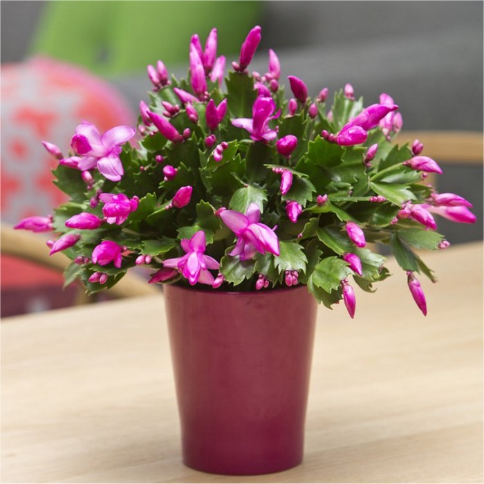 Flowering Christmas Cactus 'Schlumbergera' Plants