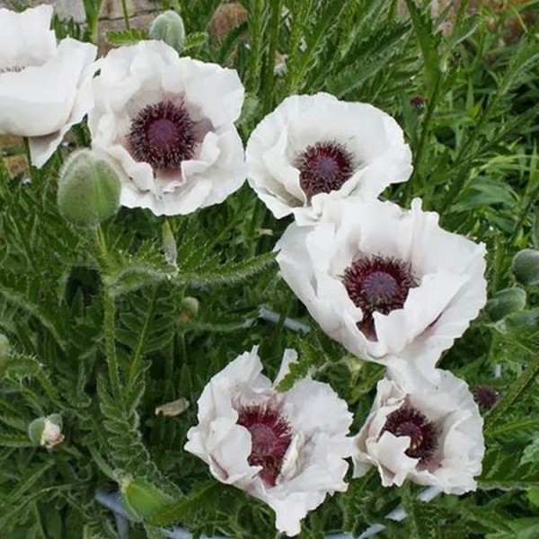 Poppy plants for sale Papaver buy poppies online