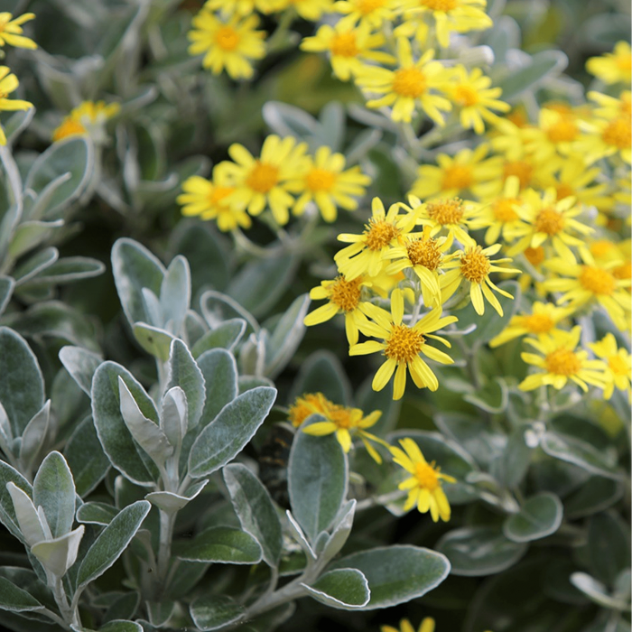 Brachyglottis Sunshine - Senecio Greyii