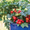 Container & Basket Tomato Collection - Pack of SIX Plants