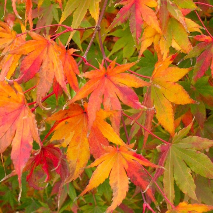 Acer palmatum Going Green - Autumn Orange