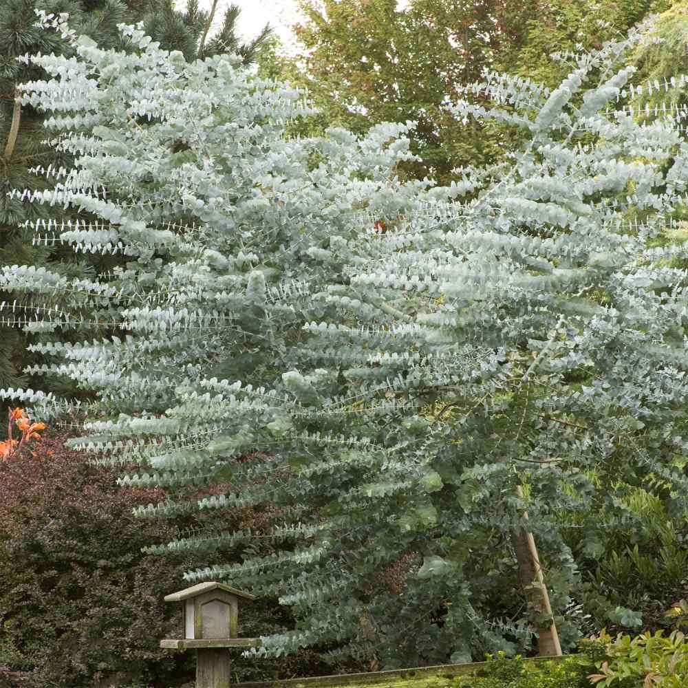 Eucalyptus cinerea Silver Dollar - Silver-Blue Gum Tree