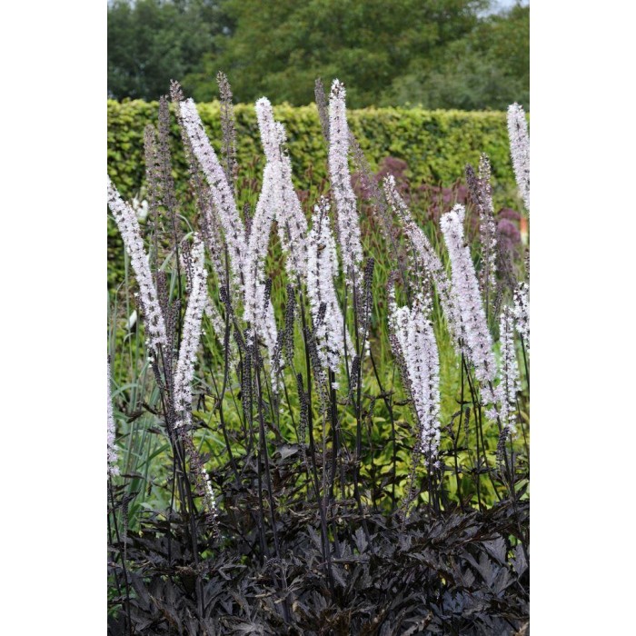 Actaea (Cimicifuga) simplex Hillside Black Beauty