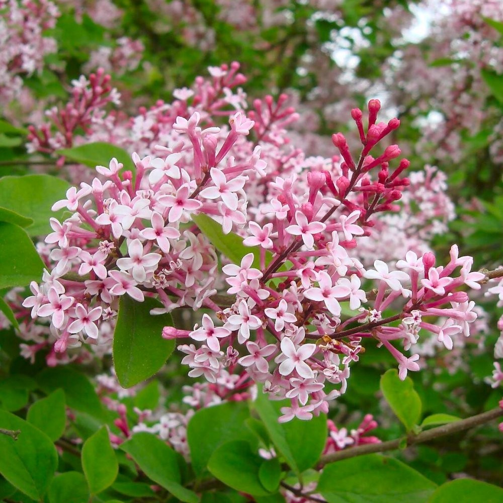 Syringa microphylla 'Superba' - Lilac Superba