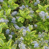 Ceanothus shrubs for sale | Buy Ceanothus plants UK delivery