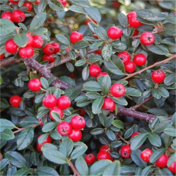 Cotoneaster shrubs for sale | Buy Cotoneaster plants UK delivery