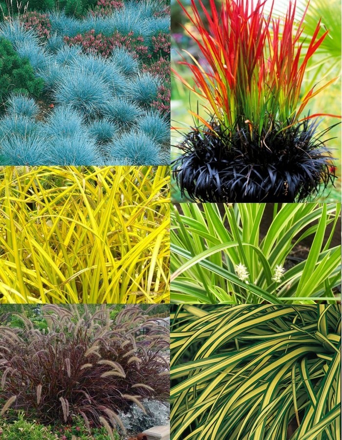 Gorgeous Grasses Collection - Five Different Ornamental Grasses