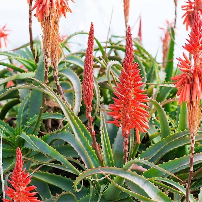 Aloe arborescens - Candelabra Torch Aloe