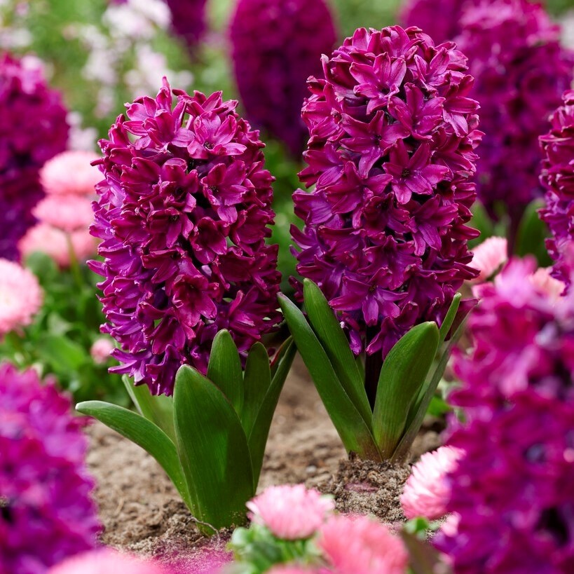 Hyacinth Woodstock Pack of 5 Bulbs