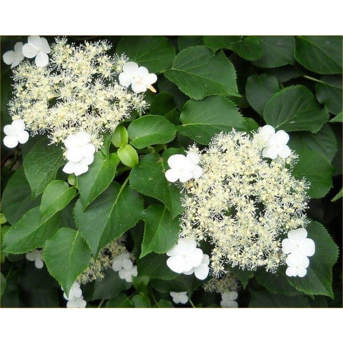 Hydrangea Petiolaris - Climbing Hydrangea - Circa 130-150cm