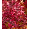 Acer Palmatum Pink Passion - Striking Japanese Maple Shirazz